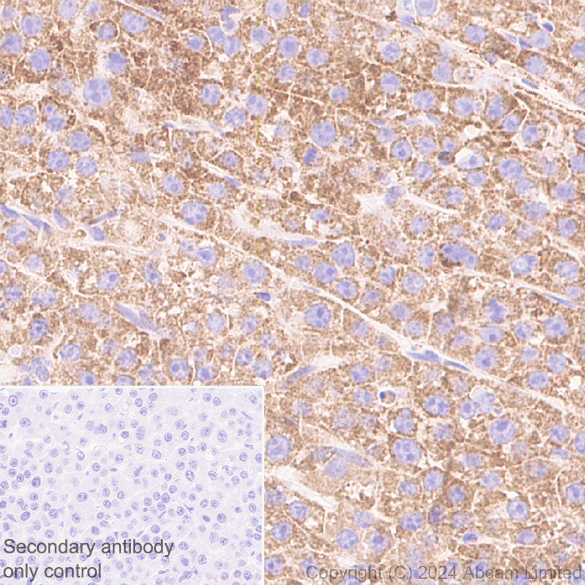 Immunohistochemistry (Formalin/PFA-fixed paraffin-embedded sections) - Anti-MAVS antibody [RM2067] (ab322353), expandable thumbnail