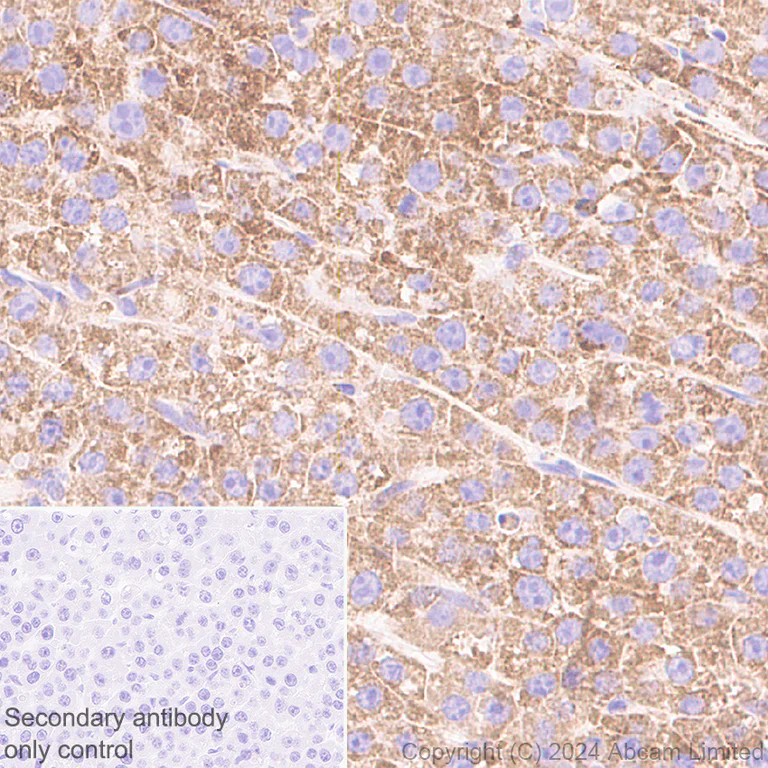 Immunohistochemistry (Formalin/PFA-fixed paraffin-embedded sections) - Anti-MAVS antibody [RM2067] (AB322353)