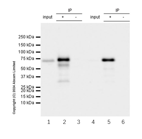 Immunoprecipitation - Anti-MAVS antibody [RM2067] (AB322353), expandable thumbnail