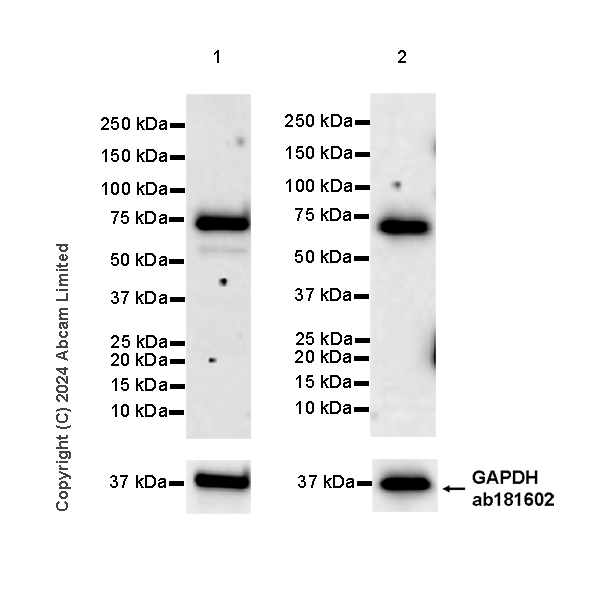 Western blot - Anti-MAVS antibody [RM2067] (ab322353), expandable thumbnail