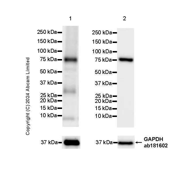 Western blot - Anti-MAVS antibody [RM2067] (AB322353)