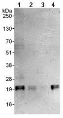Western blot - Anti-MAX antibody (AB101271), expandable thumbnail
