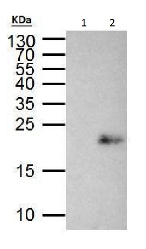 Immunoprecipitation - Anti-MAX antibody (AB227298), expandable thumbnail