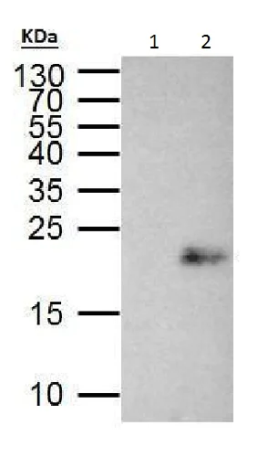Immunoprecipitation - Anti-MAX antibody (AB227298)