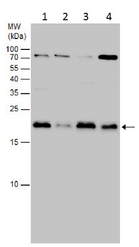 Western blot - Anti-MAX antibody (AB227298), expandable thumbnail
