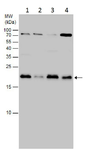 Western blot - Anti-MAX antibody (AB227298)