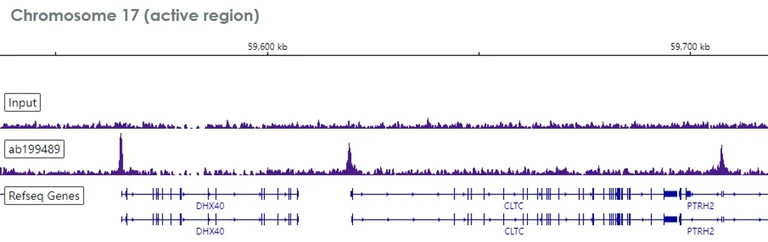 ChIP-sequencing - Anti-MAX antibody [EPR19352] - ChIP Grade (AB199489)