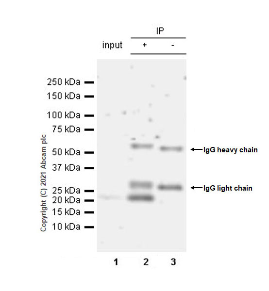 Anti-MAX antibody [EPR19352] - ChIP Grade