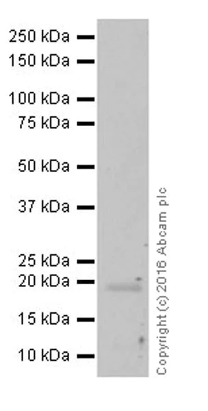 Western blot - Anti-MAX antibody [EPR19352] - ChIP Grade (AB199489)