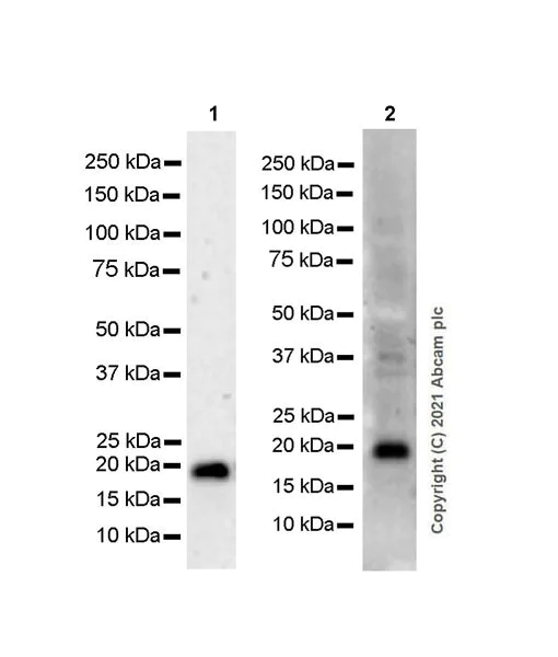 Western blot - Anti-MAX antibody [EPR19352] - ChIP Grade (AB199489)