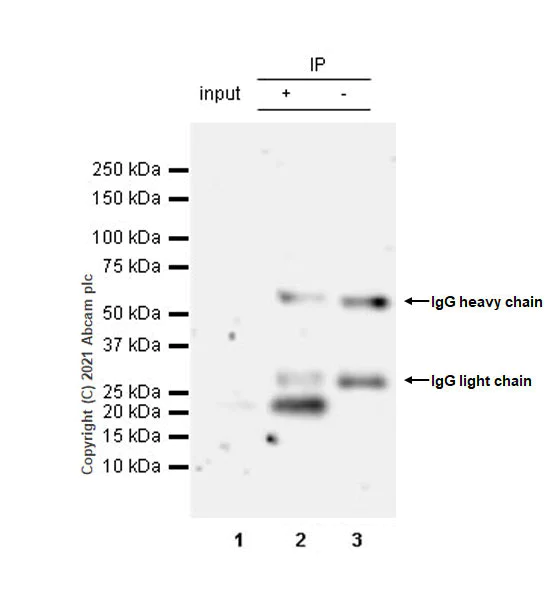 Immunoprecipitation - Anti-MAX antibody [EPR19352] - ChIP Grade - BSA and Azide free (AB236028)