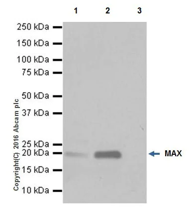 Immunoprecipitation - Anti-MAX antibody [EPR19352] - ChIP Grade - BSA and Azide free (AB236028)