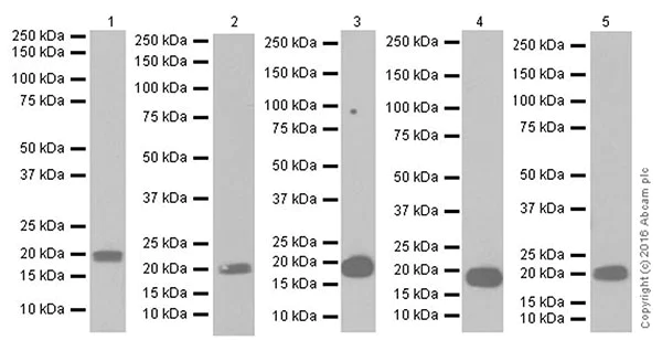 Western blot - Anti-MAX antibody [EPR19352] - ChIP Grade - BSA and Azide free (AB236028)