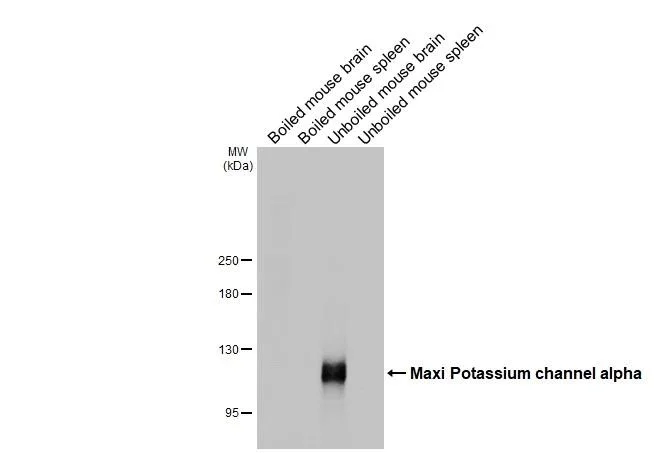 Western blot - Anti-Maxi Potassium channel alpha antibody [HL3164] - BSA and Azide free (AB327516)