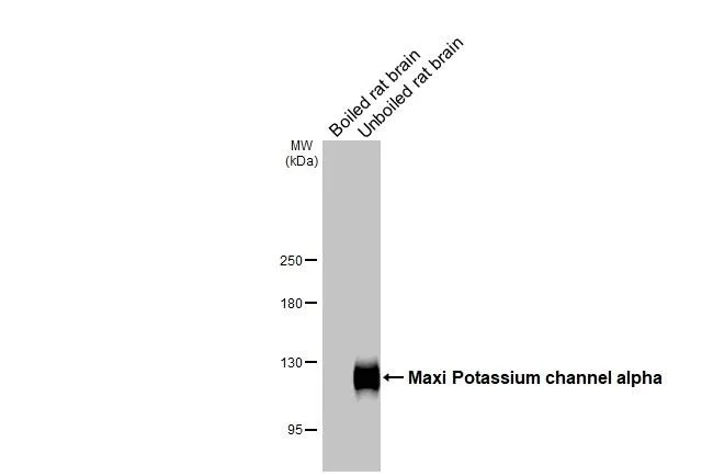 Western blot - Anti-Maxi Potassium channel alpha antibody [HL3164] - BSA and Azide free (AB327516)