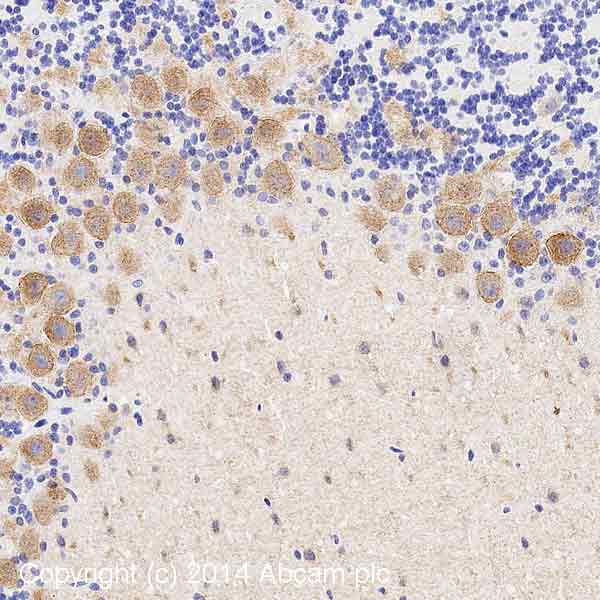 Immunohistochemistry (Formalin/PFA-fixed paraffin-embedded sections) - Anti-Maxi Potassium channel alpha/SLO antibody [L6/60] (AB192759)