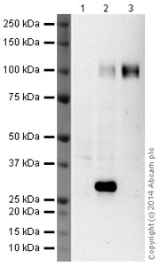 Western blot - Anti-Maxi Potassium channel alpha/SLO antibody [L6/60] (AB192759)