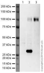 Western blot - Anti-Maxi Potassium channel alpha/SLO antibody [L6/60] (AB192759)