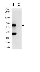 Immunoprecipitation - Anti-MAZ antibody (AB85725)