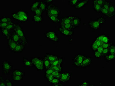 Immunocytochemistry/ Immunofluorescence - Anti-MBD1 antibody (AB238760)