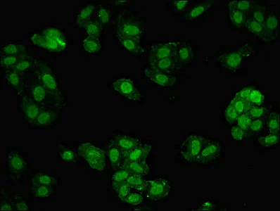 Immunocytochemistry/ Immunofluorescence - Anti-MBD1 antibody (AB238760)