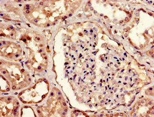 Immunohistochemistry (Formalin/PFA-fixed paraffin-embedded sections) - Anti-MBD1 antibody (AB238760)