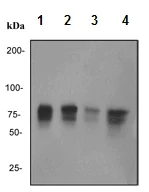 Western blot - Anti-MBD1 antibody [EPR3564] (AB108510)