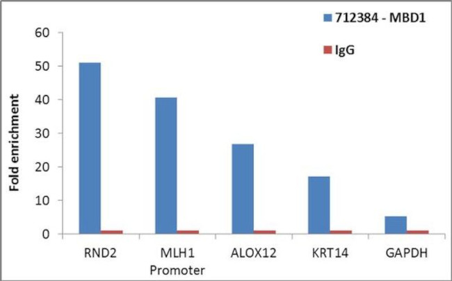 ChIP - Anti-MBD1 antibody [RP23040267] (AB313550), expandable thumbnail