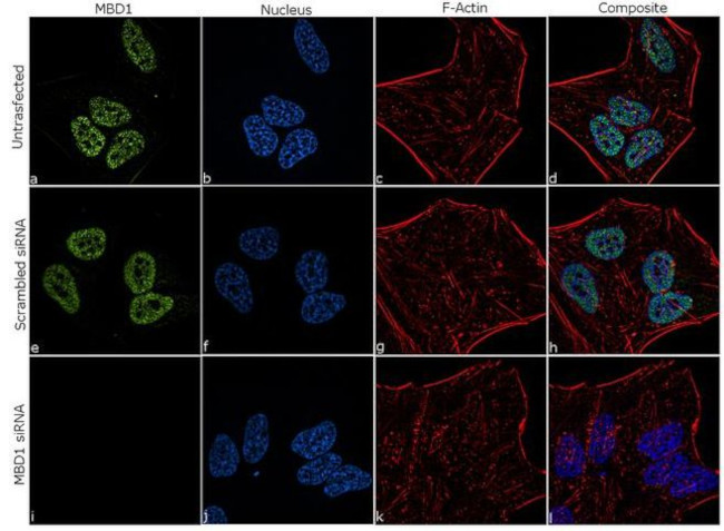 Immunocytochemistry/ Immunofluorescence - Anti-MBD1 antibody [RP23040267] (AB313550), expandable thumbnail