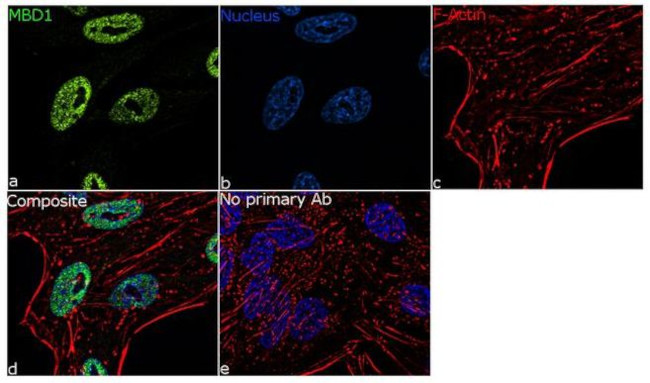 Immunocytochemistry/ Immunofluorescence - Anti-MBD1 antibody [RP23040267] (AB313550), expandable thumbnail