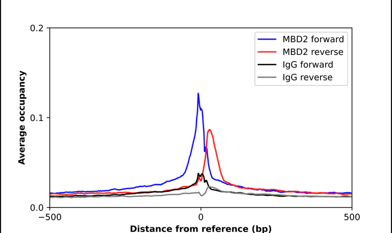 ChIP - Anti-MBD2 Antibody (AB327268)