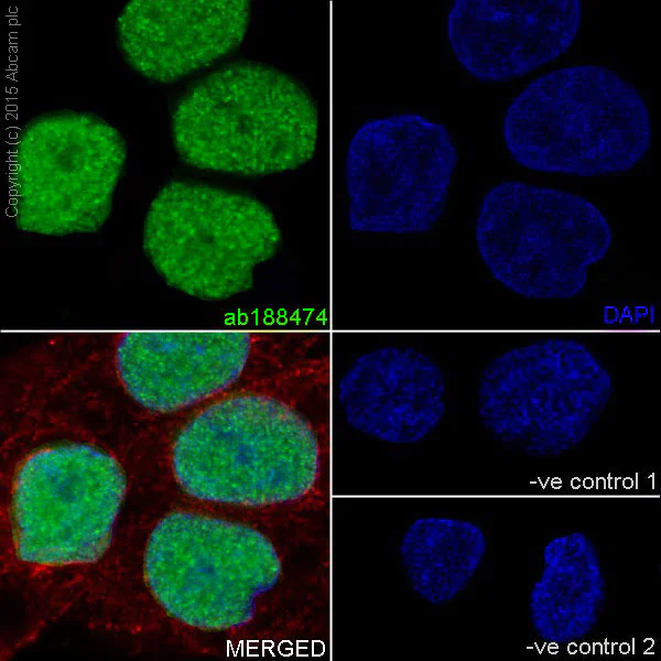 Immunocytochemistry/ Immunofluorescence - Anti-MBD2 antibody [EPR18361] - BSA and Azide free (AB224274)