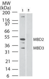 Western blot - Anti-MBD2 + MBD3 antibody [106B691] (AB45027)