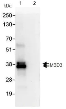 Immunoprecipitation - Anti-MBD3 antibody (AB91458)