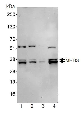 Western blot - Anti-MBD3 antibody (AB91458)