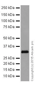 Western blot - Anti-MBD3 antibody [EPR18258] (AB188401)