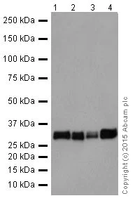 Western blot - Anti-MBD3 antibody [EPR18258] (AB188401)