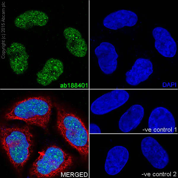 Immunocytochemistry/ Immunofluorescence - Anti-MBD3 antibody [EPR18258] - BSA and Azide free (AB250961)