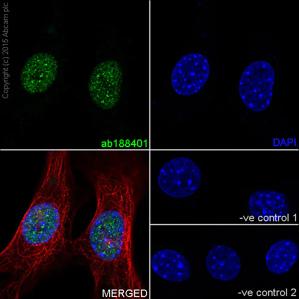 Immunocytochemistry/ Immunofluorescence - Anti-MBD3 antibody [EPR18258] - BSA and Azide free (AB250961)