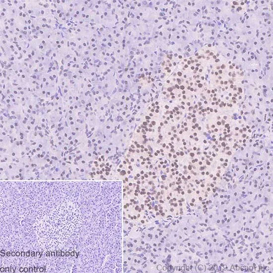 Immunohistochemistry (Formalin/PFA-fixed paraffin-embedded sections) - Anti-MBD3 antibody [EPR18258] - BSA and Azide free (AB250961)
