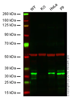 Western blot - Anti-MBD3 antibody [EPR18258] - BSA and Azide free (AB250961)