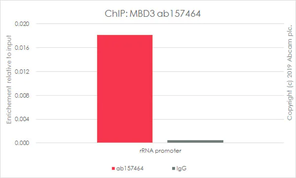 ChIP - Anti-MBD3 antibody [EPR9913] - BSA and Azide free (AB240144)