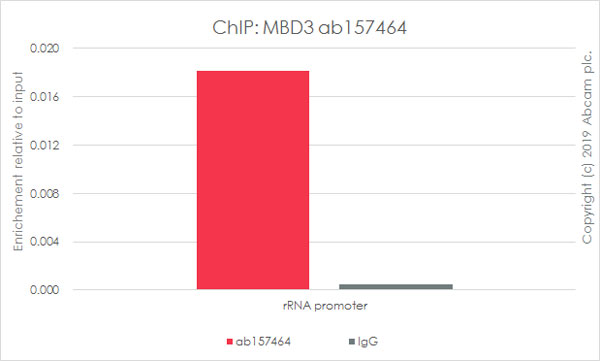 ChIP - Anti-MBD3 antibody [EPR9913] - ChIP Grade (AB157464), expandable thumbnail