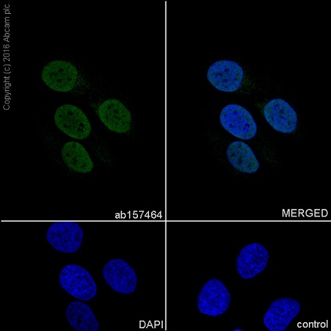 Immunocytochemistry/ Immunofluorescence - Anti-MBD3 antibody [EPR9913] - ChIP Grade (AB157464), expandable thumbnail