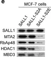 Western blot - Anti-MBD3 antibody [EPR9913] - ChIP Grade (AB157464)