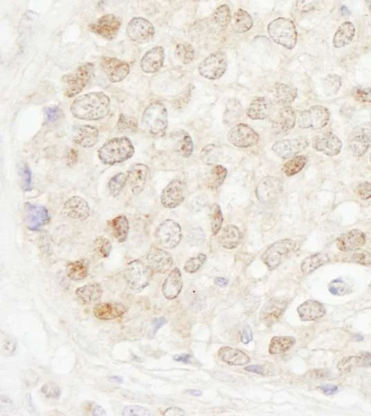 Immunohistochemistry (Formalin/PFA-fixed paraffin-embedded sections) - Anti-MBD4/MED1 antibody (AB224809)