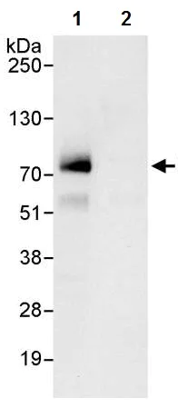 Immunoprecipitation - Anti-MBD4/MED1 antibody (AB224809)
