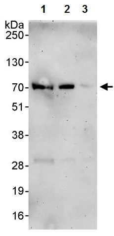 Western blot - Anti-MBD4/MED1 antibody (AB224809)