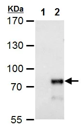Western blot - Anti-MBD4/MED1 antibody (AB227625)
