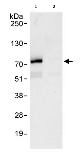 Immunoprecipitation - Anti-MBD4/MED1 antibody (AB264217)